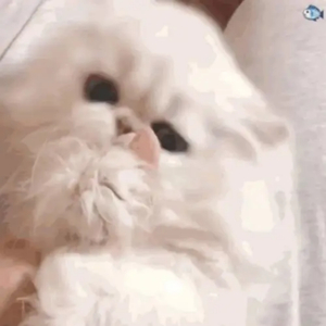 大屁股媚黑少妇与洋吊
