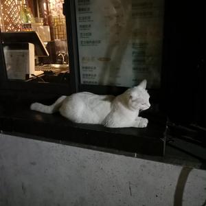 大屁股媚黑少妇与洋吊
